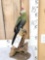Red Crested Turaco Full Body Bird Taxidermy