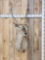 African Waterbuck Shoulder Mount Taxidermy