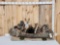 Noah's Ark 5 Critters In A Birch Bark Canoe