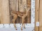 Whitetail Fawn Full Body Taxidermy Mount