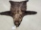 Gorgeous Alaskan Grizzly Bear Rug Taxidermy