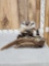 Badger Full Body Taxidermy Mount