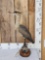 South American Whistling Heron Full Body Bird Taxidermy