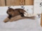 Baby Beaver Full Body Taxidermy Mount