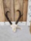 Pronghorn Antelope Skull Taxidermy