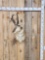 Pronghorn Antelope Shoulder Mount Taxidermy