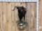 Hawaiian Ram Sheep Half Body Taxidermy Mount