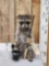 Raccoon Going Fishing Taxidermy