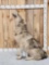 Alaskan Howling Wolf Full Body Taxidermy Mount