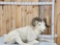 Alaskan Dall Sheep Full Body Taxidermy Mount