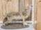 Howling Coyote Full Body Taxidermy Mount