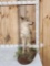 Coyote Full Body Taxidermy Mount
