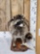 Raccoon Full Body Taxidermy Mount
