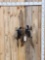 2 Color Phase Ringneck Rooster Pheasants Fighting Bird Taxidermy