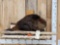 Beaver Full Body Taxidermy Mount