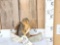 Squirrel In A Birch Bark Canoe Taxidermy
