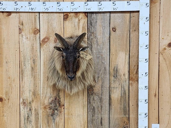 Recod Book Himalayan Tahr Shoulder Mount Taxidermy