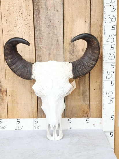 Water Buffalo Skull Taxidermy