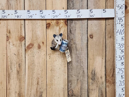 Naughty Opossum Shoulder Mount Taxidermy