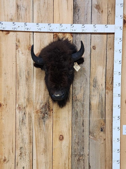 American Bison Buffalo Head Mount Taxidermy