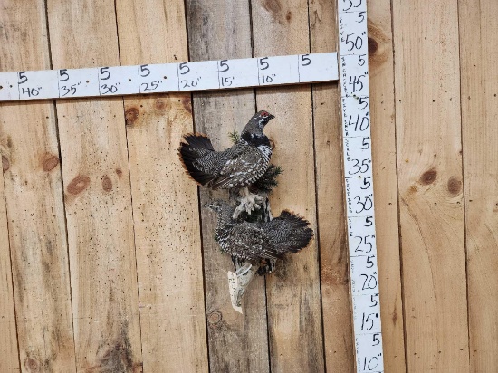 Pair Of Spruce Grouse Full Body Bird Taxidermy