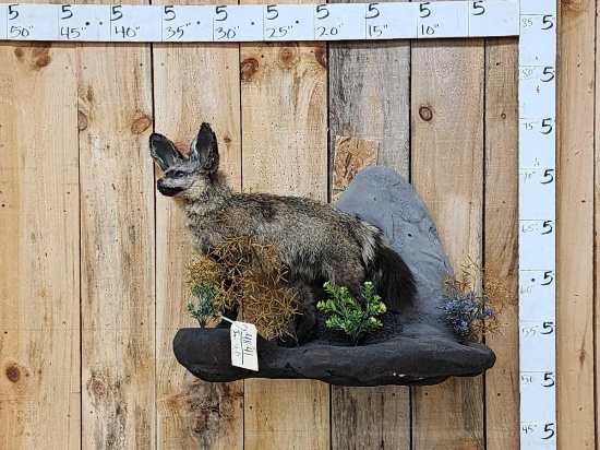 African Bat Eared Fox Full Body Taxidermy Mount