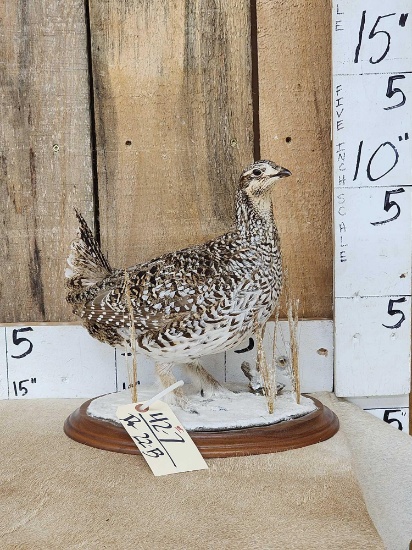 Sharptail Grouse Full Body Bird Taxidermy