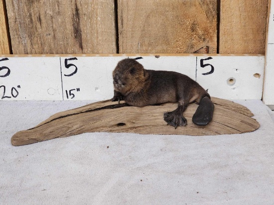 Baby Beaver Relaxing on Driftwood Taxidermy Mount