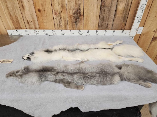 2 Ranch Fox Soft Tanned Furs Taxidermy