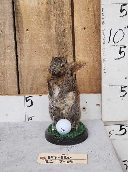 Golfing Squirrel Taxidermy Mount
