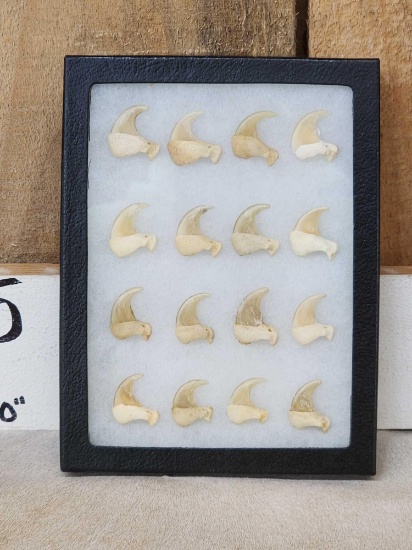16 Mountain Lion Cougar Claws Taxidermy