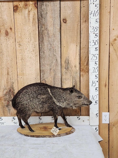 Collared Peccary Full Body Taxidermy Mount