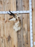 Freak Pronghorn Antelope Shoulder Mount Taxidermy