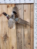 Cowboy Squirrel Riding A Pheasant Taxidermy Mount