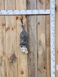 Opossum Hanging By It's Tail Taxidermy