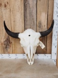 Large American Bison Buffalo Skull Taxidermy