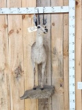 African Grey Rhebok Antelope Half Body Taxidermy Mount