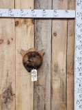 Beaver Shoulder Mount Taxidermy