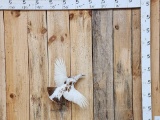Alaskan Ptarmigan In Flight Bird Taxidermy