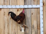 Farm Rooster Full Body Bird Taxidermy