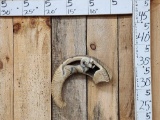 Hand Carved Bighorn Sheep Horn Taxidermy Artwork