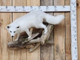 Beautiful White Ranch Fox Full Body Taxidermy Mount