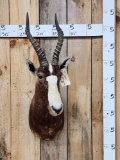 African Blesbok Shoulder Mount Taxidermy