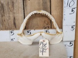 Mako Shark Jaws Taxidermy