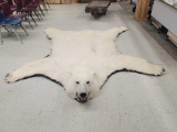 GIANT Polar Bear Rug Taxidermy