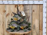 Spectacular Bluegill Reproduction Fish Taxidermy