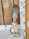 Vintage Montague's Harrier Full Body Bird Taxidermy