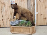 Beautiful Cinnamon Phase Black Bear Full Body Taxidermy Mount