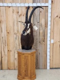 African Sable Antelope Pedestal Taxidermy Mount