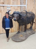 Trophy Class African Cape Buffalo Full Body Taxidermy Mount